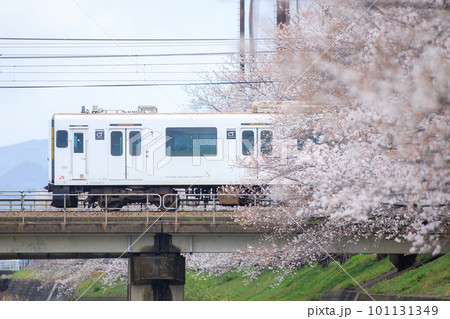 瑞梅寺川の桜と305系電車(JR九州) 瑞梅寺川の桜と305系電車(JR九州) 101131349