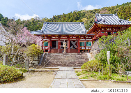 【奈良県】大和郡山市 矢田寺(金剛山寺)  (2023/03/27撮影) 101131356