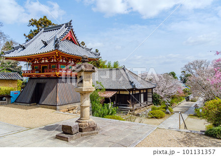 【奈良県】大和郡山市 矢田寺(金剛山寺)  (2023/03/27撮影) 101131357