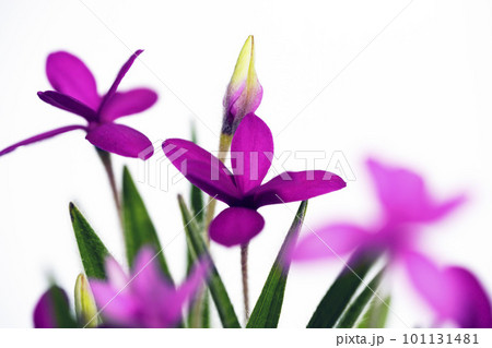 早春に咲く可憐な花 アッツ桜　南アフリカ原産 101131481