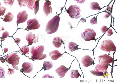Spring background with magnolia flower on white 101131498