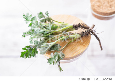 摘み取った新鮮なヨモギ 101132248