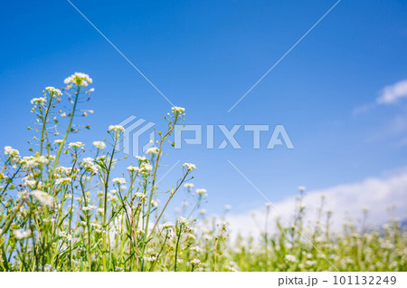 青空とナズナの花 101132249