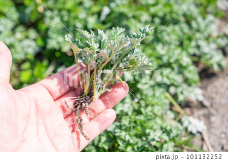 春のよもぎ 101132252