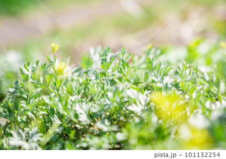 春のよもぎ 101132254