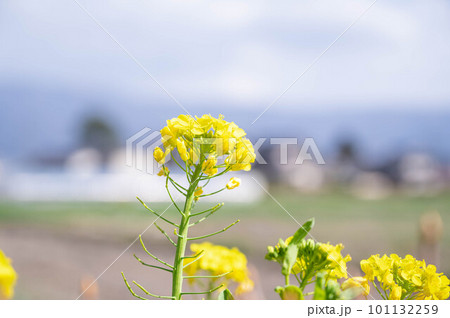 菜の花のある風景 菜の花のある風景 101132259