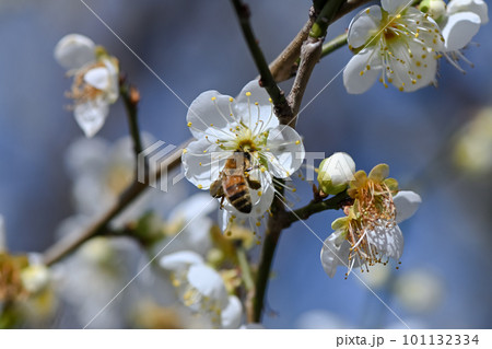 白梅の花に止まるミツバチ 101132334