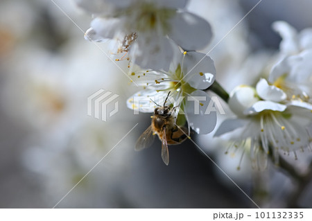 白梅の花に止まるミツバチ 101132335