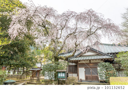 早雲寺 早雲寺 101132652