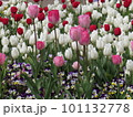 春の花壇に咲くチューリップのピンクの花 101132778