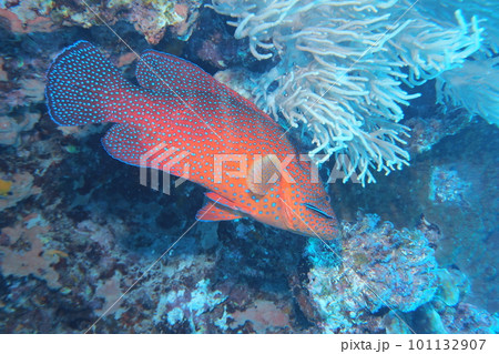 珊瑚礁に舞うユカタハタ　沖縄の海　水中写真 101132907