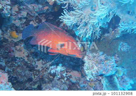 珊瑚礁に舞うユカタハタ　沖縄の海　水中写真 101132908