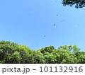 空に飛翔するツバメの群れ 101132916