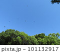 空に飛翔するツバメの群れ 101132917