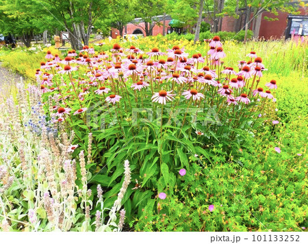 夏の花エキナセア 101133252