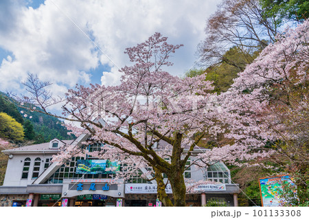 桜咲く清滝駅前風景 101133308
