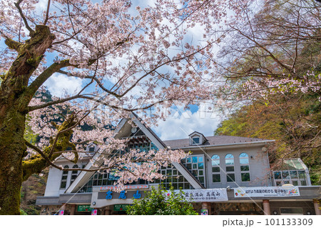 桜咲く清滝駅前風景 101133309