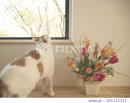 窓辺でお座りする猫 101133322