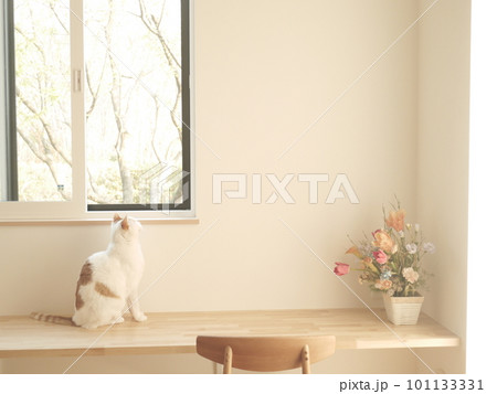 窓辺でお座りする猫 101133331