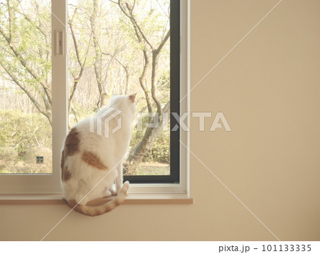 窓辺でお座りする猫 窓辺でお座りする猫 101133335