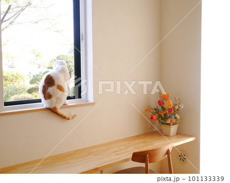 窓辺でお座りする猫 101133339
