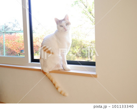 窓辺でお座りする猫 窓辺でお座りする猫 101133340