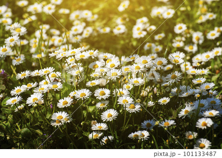 Backlit by sunlight daisy stalks closeup 101133487