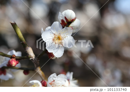 ちらほらと咲き始めた梅の花 ちらほらと咲き始めた梅の花 101133740