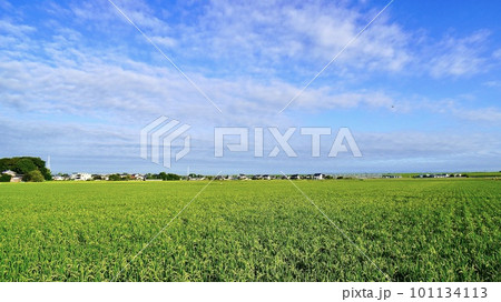 青々とした田園風景 青々とした田園風景 101134113