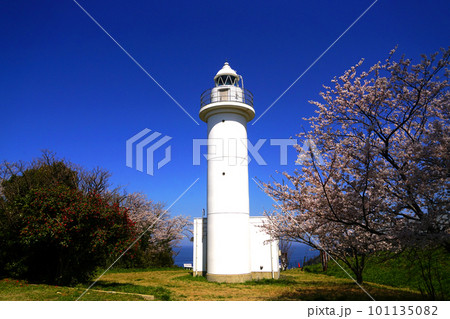 桜咲く、海をバックにした越前岬灯台　水仙ランド 101135082