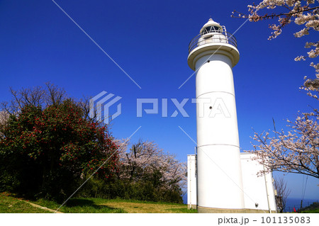 桜咲く、海をバックにした越前岬灯台　水仙ランド 101135083