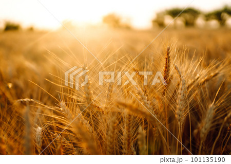 Sunset wheat golden field in the evening. Growth nature harvest. Agriculture farm. Sunset wheat golden field in the evening. Growth nature harvest. Agriculture farm. 101135190