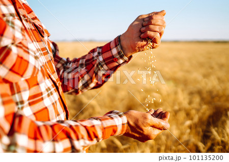 Farmer's hands Close-up pours a handful of wheat grain on a wheat field. Agriculture concept. Farmer's hands Close-up pours a handful of wheat grain on a wheat field. Agriculture concept. 101135200
