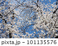 桜 101135576