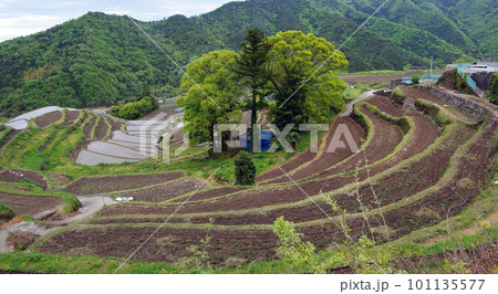 棚田 101135577
