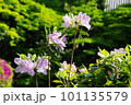 ツツジ 101135579