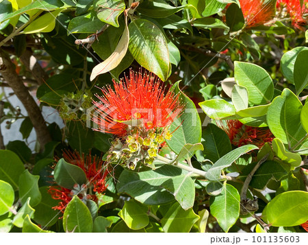 Metrosideros close up red flower, blooming tree red plant 101135603