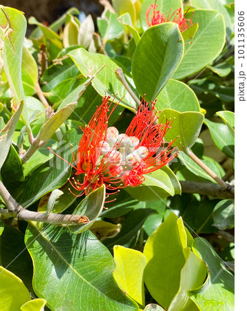 Metrosideros close up red flower, blooming tree red plant 101135606