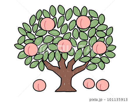 ももの木のイラスト ももの木のイラスト 101135913