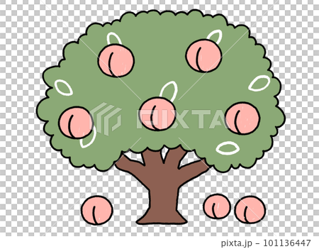 主線あり桃の木のイラストのイラスト素材 [101136447] - PIXTA