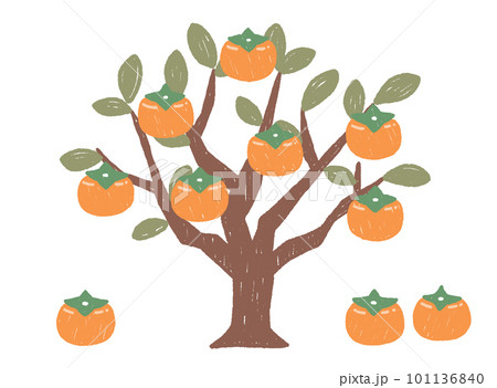 主線のない柿の木のイラスト 101136840
