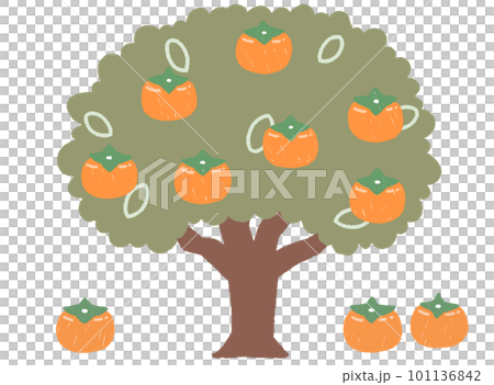 Illustration of a persimmon tree without main lines 101136842