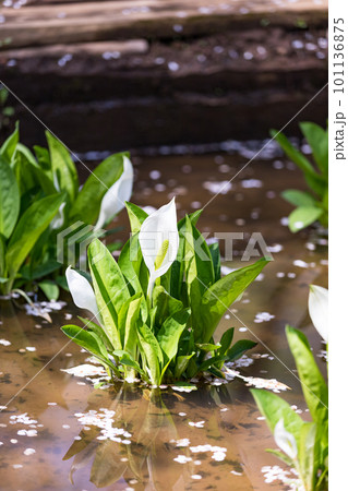 東京都武蔵村山 野山北公園の水芭蕉 東京都武蔵村山 野山北公園の水芭蕉 101136875
