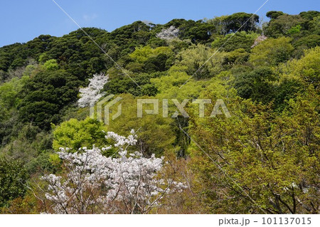 千葉県君津市の久留里城の周辺の桜の風景 101137015