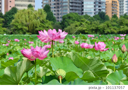 上野 不忍池の美しい蓮の花　（東京都台東区） 101137057