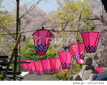 桜まつりの提灯(前橋東照宮) 桜まつりの提灯(前橋東照宮) 101137102