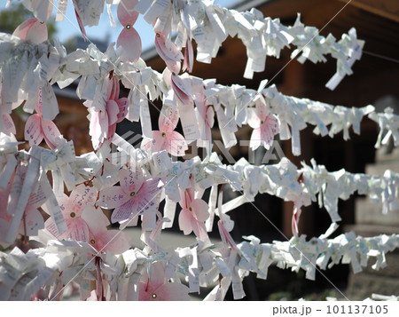 桜のおみくじ（前橋東照宮） 101137105