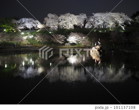 水面に映る夜桜(前橋 楽歩堂前橋公園) 水面に映る夜桜(前橋 楽歩堂前橋公園) 101137108
