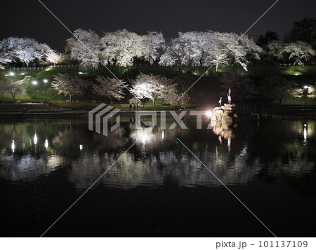 水面に映る夜桜(前橋 楽歩堂前橋公園) 水面に映る夜桜(前橋 楽歩堂前橋公園) 101137109