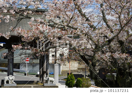 千葉県君津市のJR久留里線久留里駅近くの正源寺の桜の風景 101137231